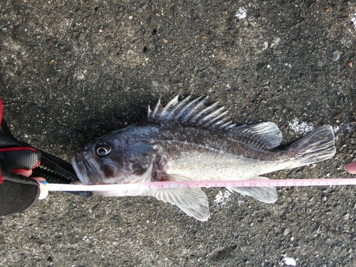 クロソイの釣果