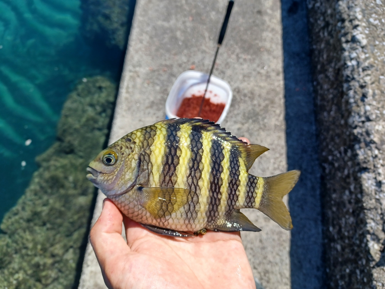 オヤビッチャ