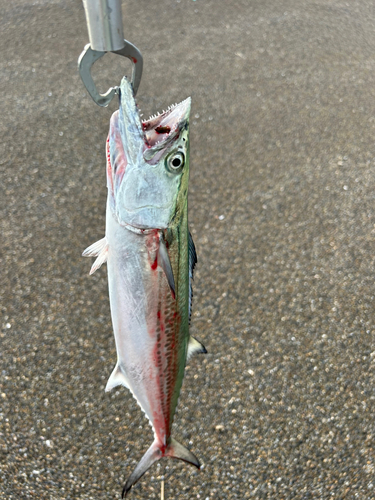 サゴシの釣果