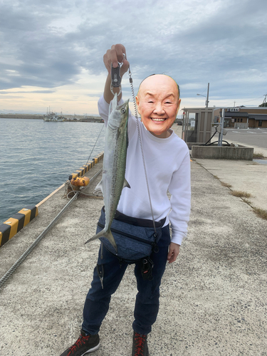 サゴシの釣果