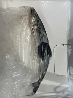 サゴシの釣果