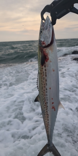 サゴシの釣果