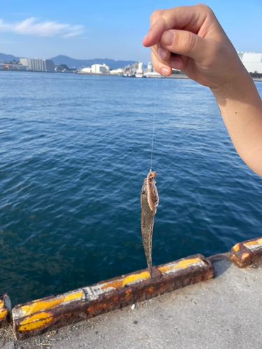 ハゼの釣果