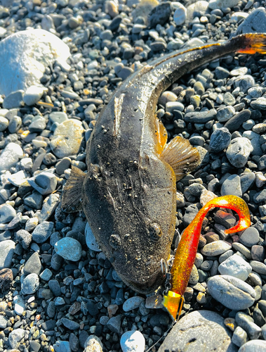 マゴチの釣果