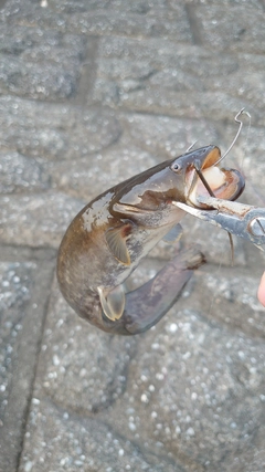 ニホンナマズの釣果