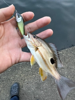 クロホシフエダイの釣果