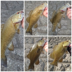 スモールマウスバスの釣果