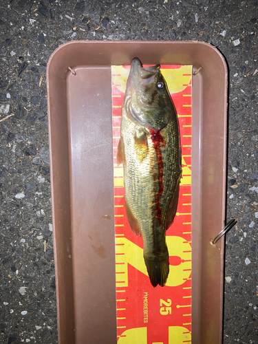 ブラックバスの釣果