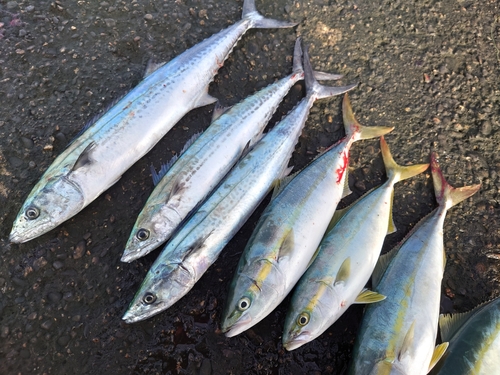 イナダの釣果