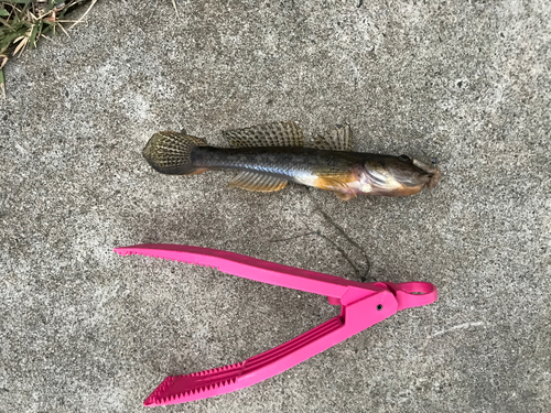 マハゼの釣果