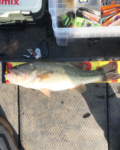 ブラックバスの釣果