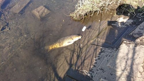 コイの釣果