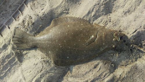 ヒラメの釣果