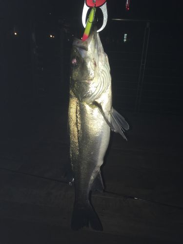 シーバスの釣果