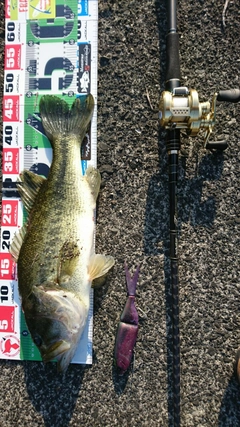 ブラックバスの釣果