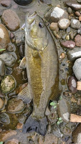 スモールマウスバスの釣果