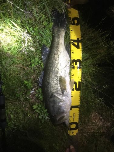 ブラックバスの釣果