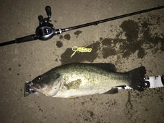 ブラックバスの釣果