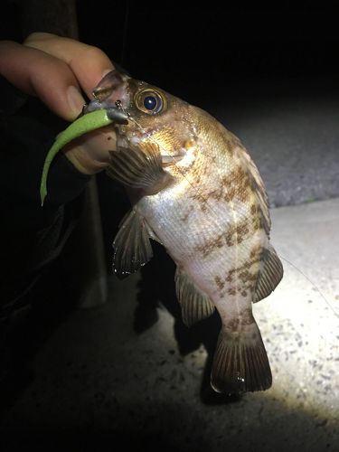 メバルの釣果