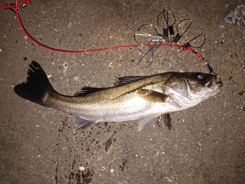 スズキの釣果