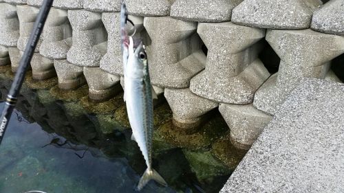 サバの釣果