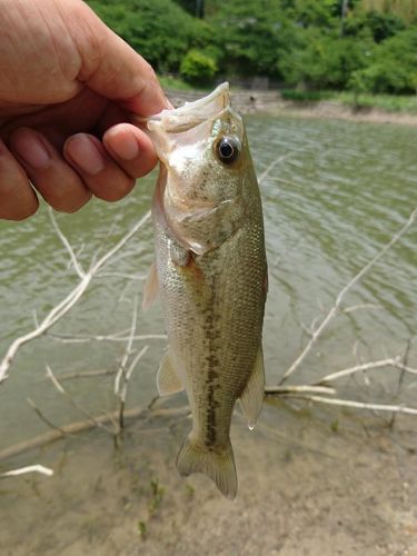 ラージマウスバスの釣果