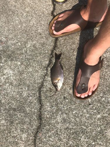 ウミタナゴの釣果