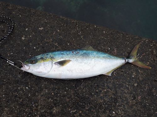 ヤズの釣果