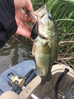 ラージマウスバスの釣果