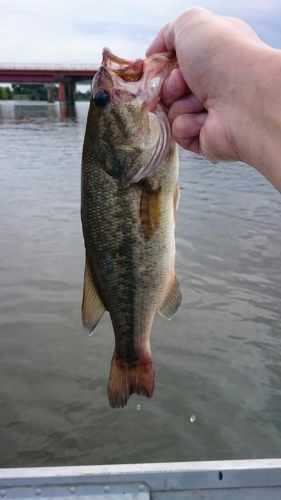 ラージマウスバスの釣果