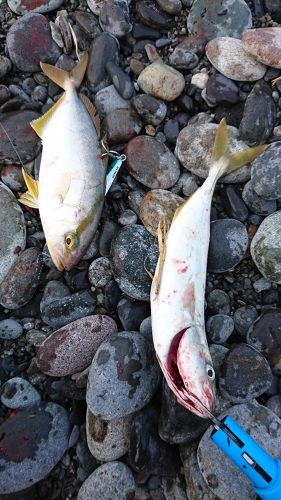 ショゴの釣果