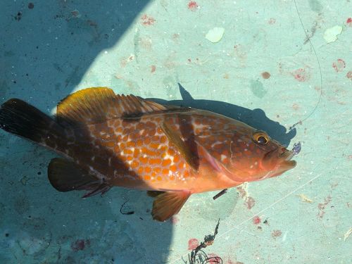 アコウの釣果