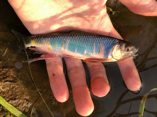 オイカワの釣果