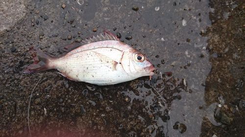 タイの釣果