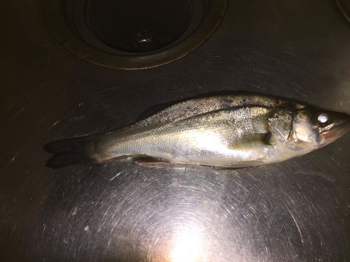 セイゴ（ヒラスズキ）の釣果