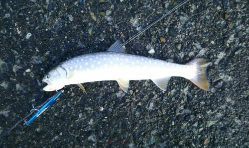 アメマスの釣果