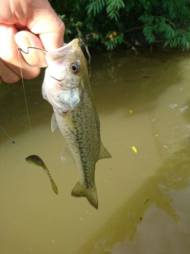 ブラックバスの釣果