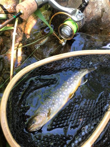 イワナの釣果