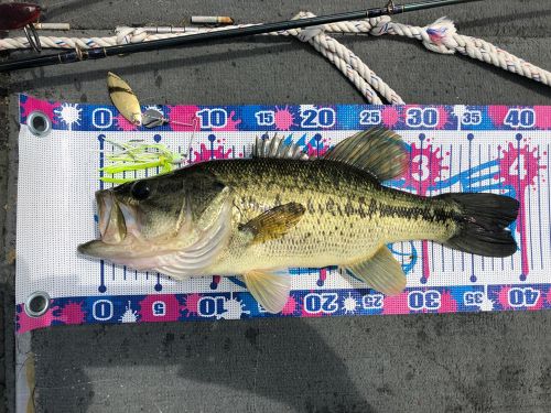 ブラックバスの釣果