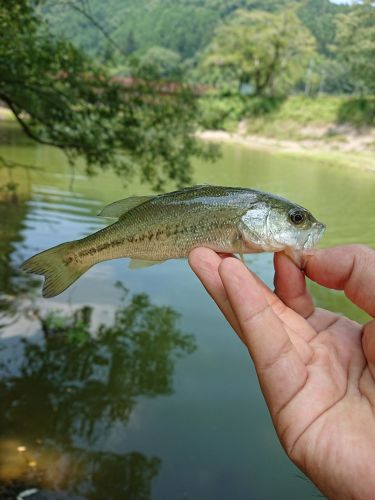 釣果