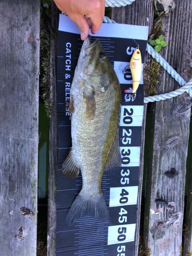 スモールマウスバスの釣果