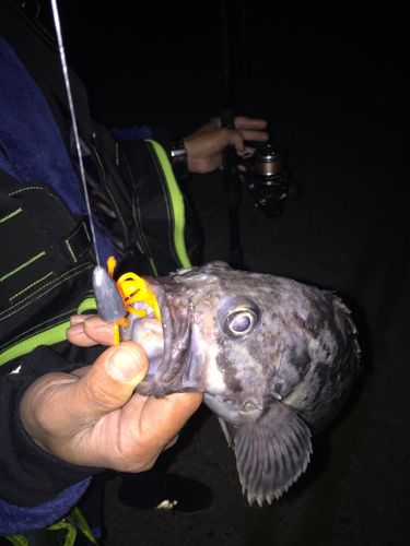 クロソイの釣果