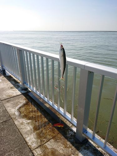 サバの釣果