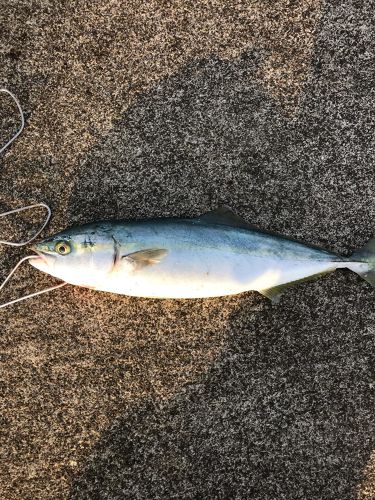 イナダの釣果