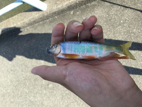 オイカワの釣果