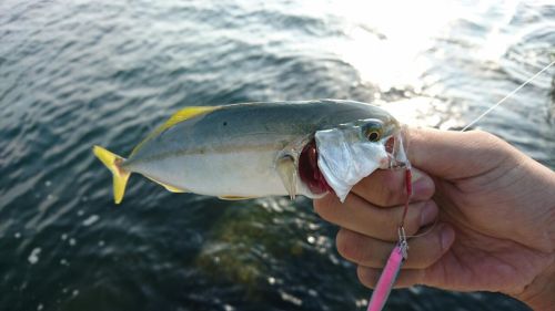 ツバスの釣果