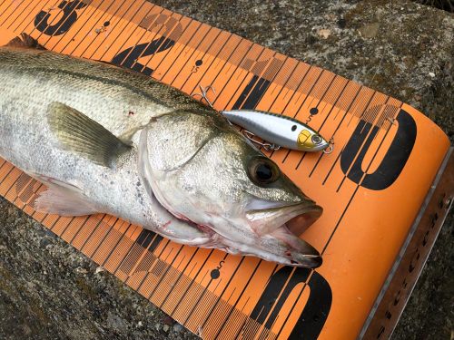 シーバスの釣果