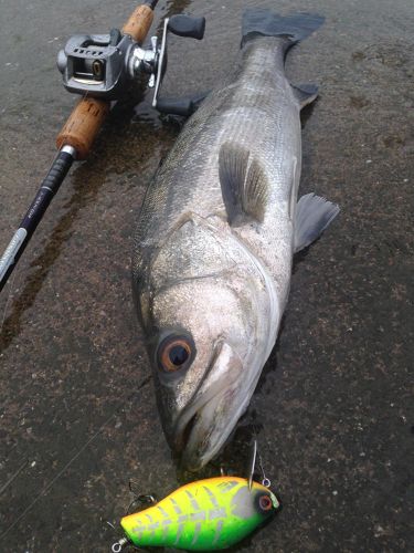 シーバスの釣果