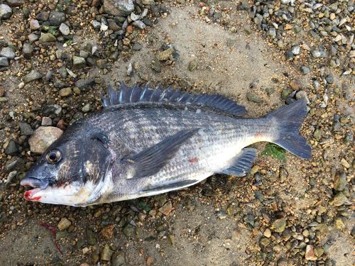 チヌの釣果