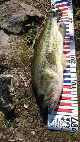 ブラックバスの釣果